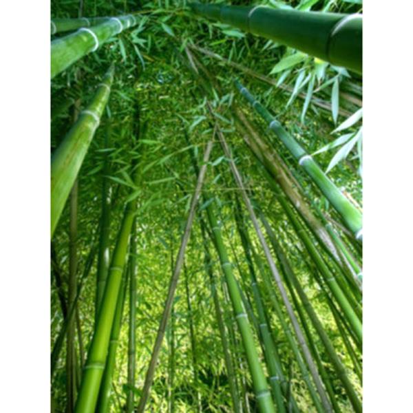 semis bambou  moso  L quipement de puericulture